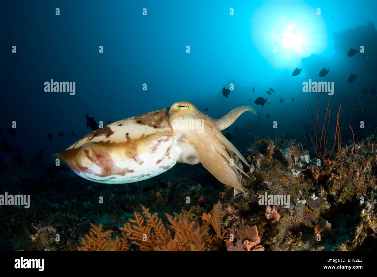 Cuttlefish in Coral Reef, Gangga Island, North Sulawesi, Indonesia Stock Photo