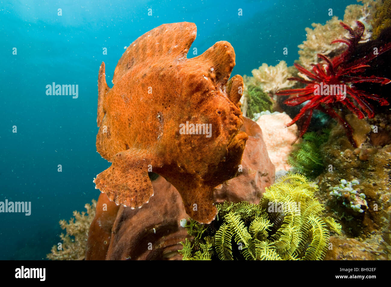 Red Giant Frogfish, Antnnarius commersonii, Siau Island, Sangihe-Talaud Archipelago, Sulawesi, Indonesia Stock Photo