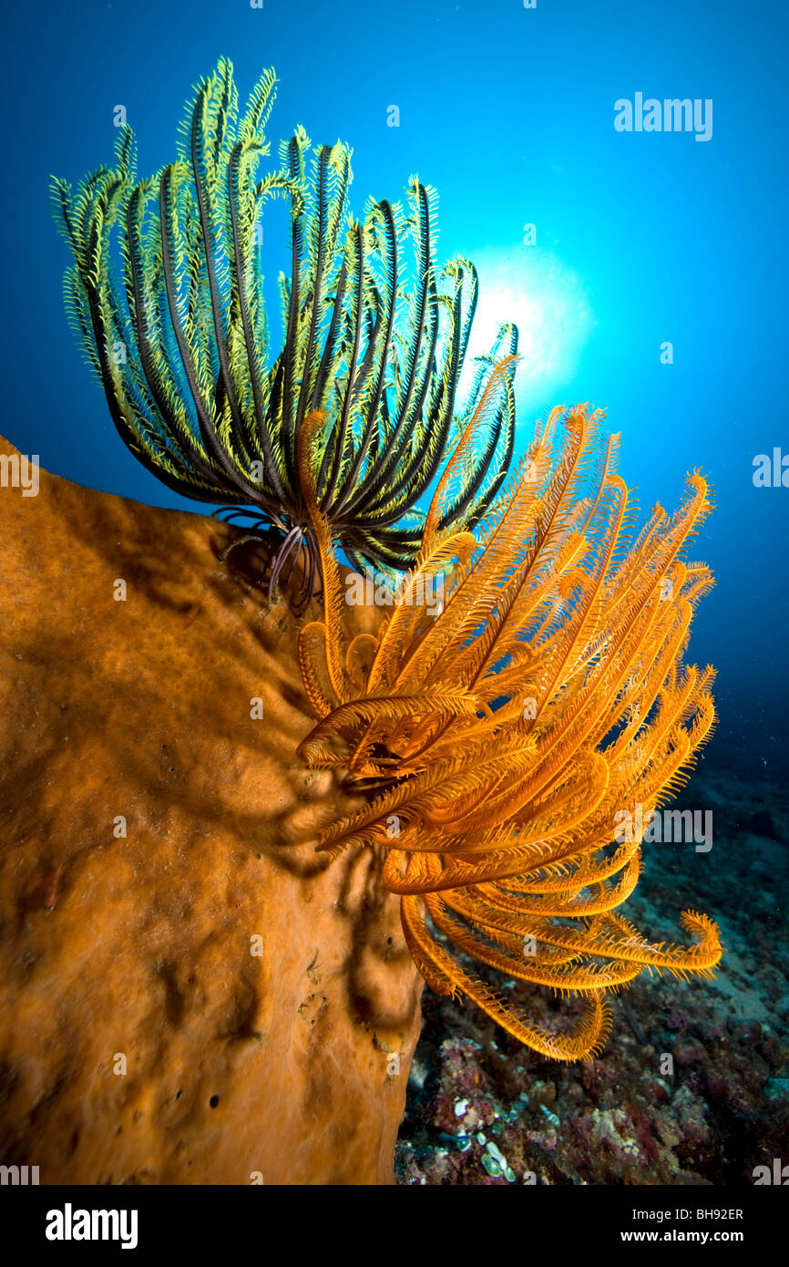 Colorful Crinoids on Sponge, Siau Island, Sangihe-Talaud Archipelago, Sulawesi, Indonesia Stock Photo