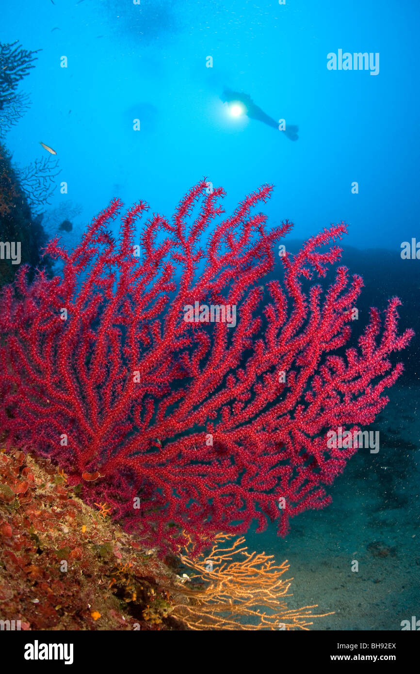 Red variable Gorgonian and Scuba Diver, Paramuricea clavata, Giglio Island, Mediterranean Sea, Italy Stock Photo