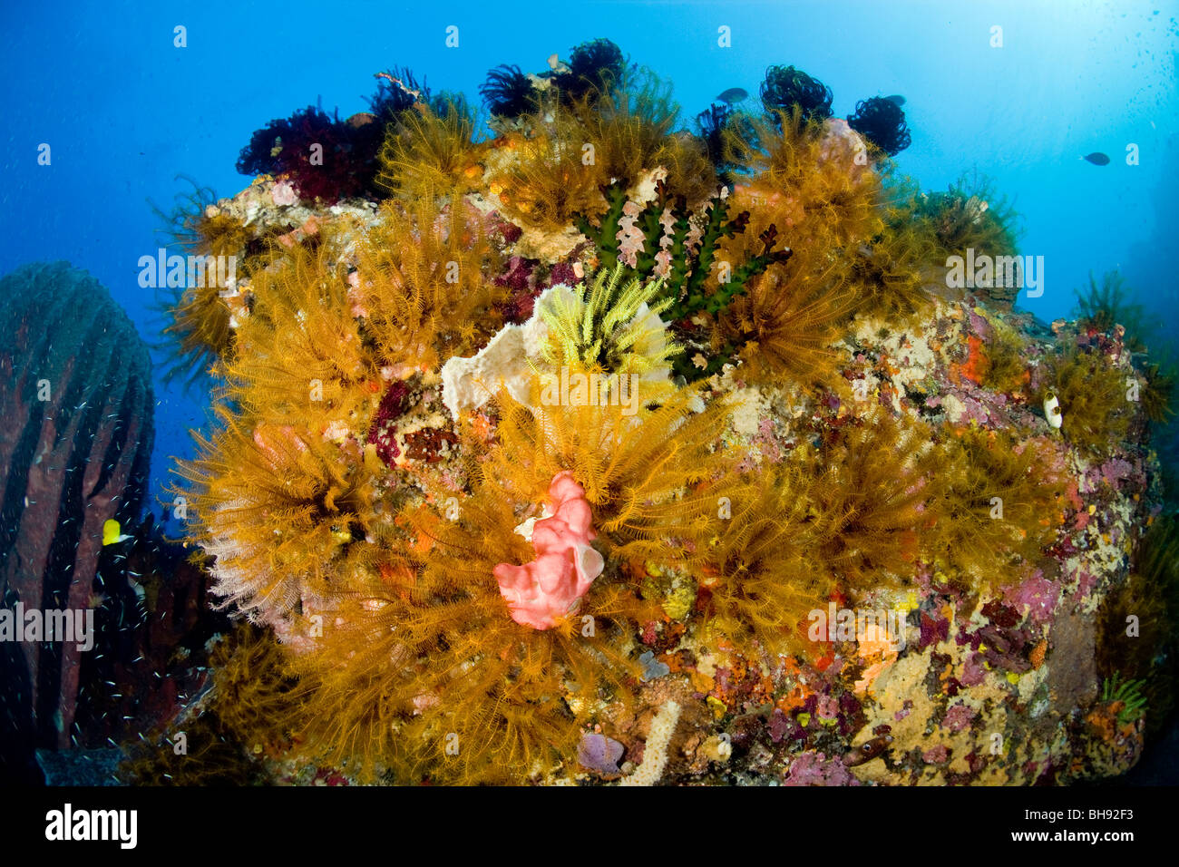 Colorful Coral Reef, Siau Island, Sangihe-Talaud Archipelago, Sulawesi, Indonesia Stock Photo