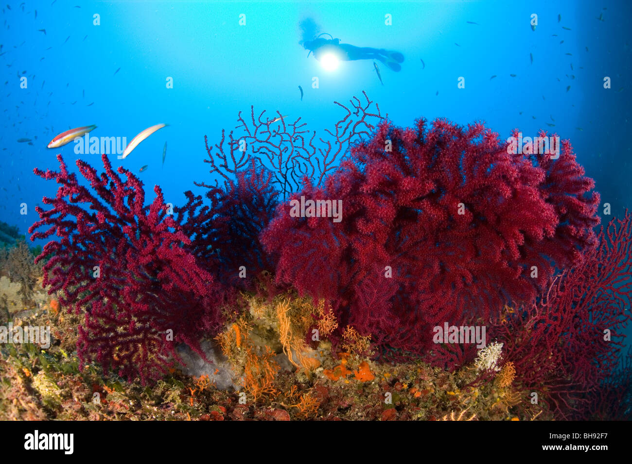 Red variable Gorgonian and Scuba Diver, Paramuricea clavata, Giglio Island, Mediterranean Sea, Italy Stock Photo