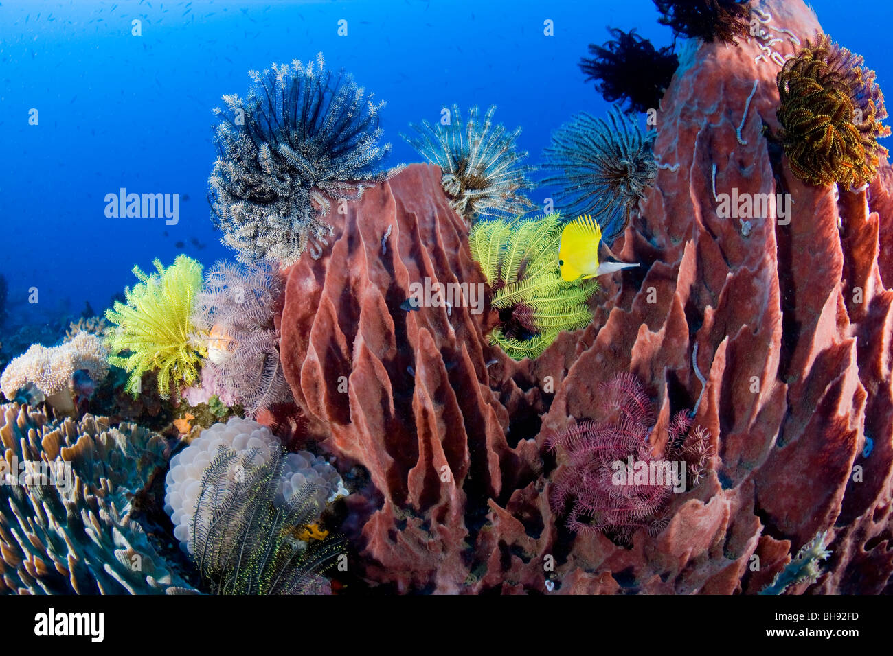 Colorful Coral Reef with Barrel Sponge, Xestospongia tesudinaria, Siau Island, Sangihe-Talaud Archipelago, Sulawesi, Indonesia Stock Photo
