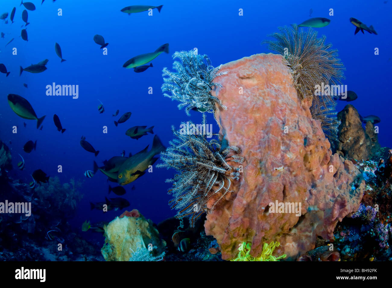 Barrel Sponge in Coral Reef, Xestospongia tesudinaria, Siau Island, Sangihe-Talaud Archipelago, Sulawesi, Indonesia Stock Photo