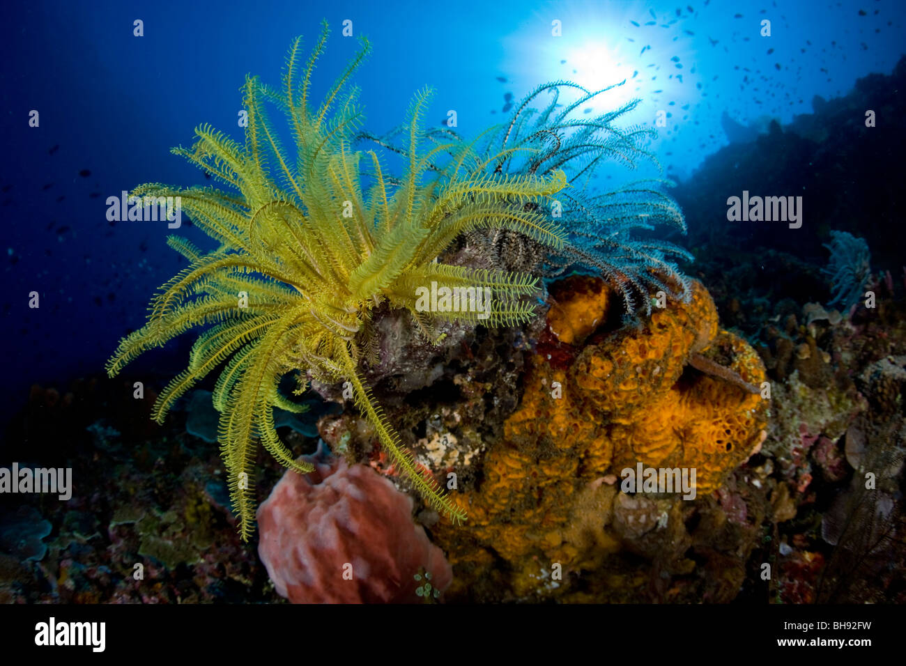 Crinoid on Sponge, Siau Island, Sangihe-Talaud Archipelago, Sulawesi, Indonesia Stock Photo