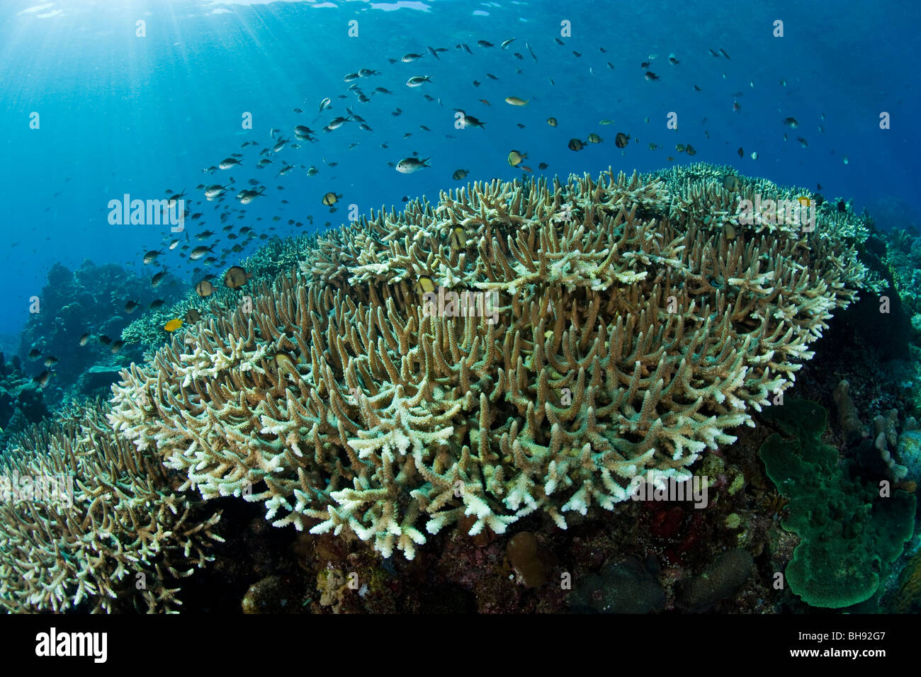Plate Hard Coral with Chromis, Acropora robusta, Siau Island, Sangihe-Talaud Archipelago, Sulawesi, Indonesia Stock Photo