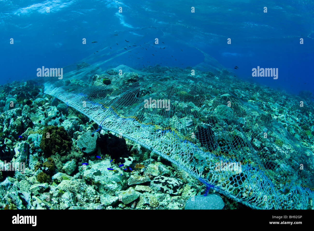 Fishing Net destroys Coral Reef, Benau Waru, Sangihe-Talaud Archipelago, Sulawesi, Indonesia Stock Photo