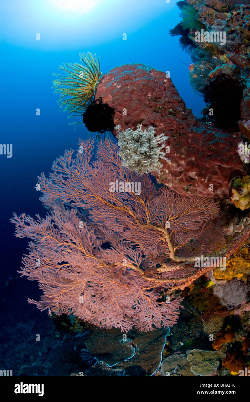 Colorful Coral Reef, Tahulandang Island, Sangihe-Talaud Archipelago, Sulawesi, Indonesia Stock Photo