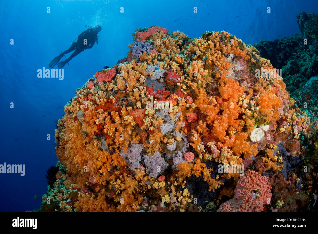 Reef with Orange Soft Corals, Scleronephthya sp., Tahulandang Island, Sangihe-Talaud Archipelago, Sulawesi, Indonesia Stock Photo