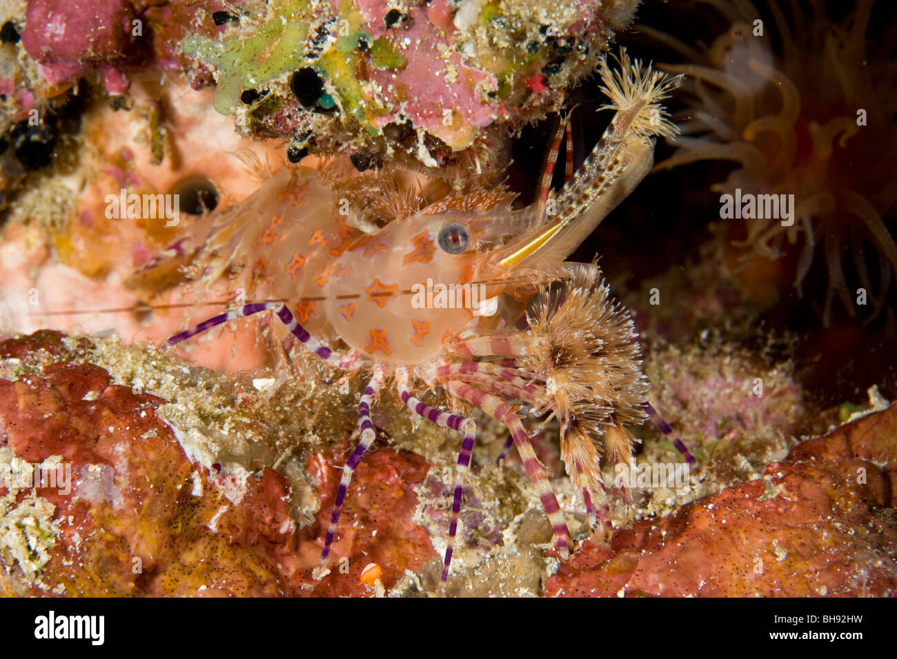 Marble Shrimp, Saron sp., Bunaken, Sulawesi, Indonesia Stock Photo