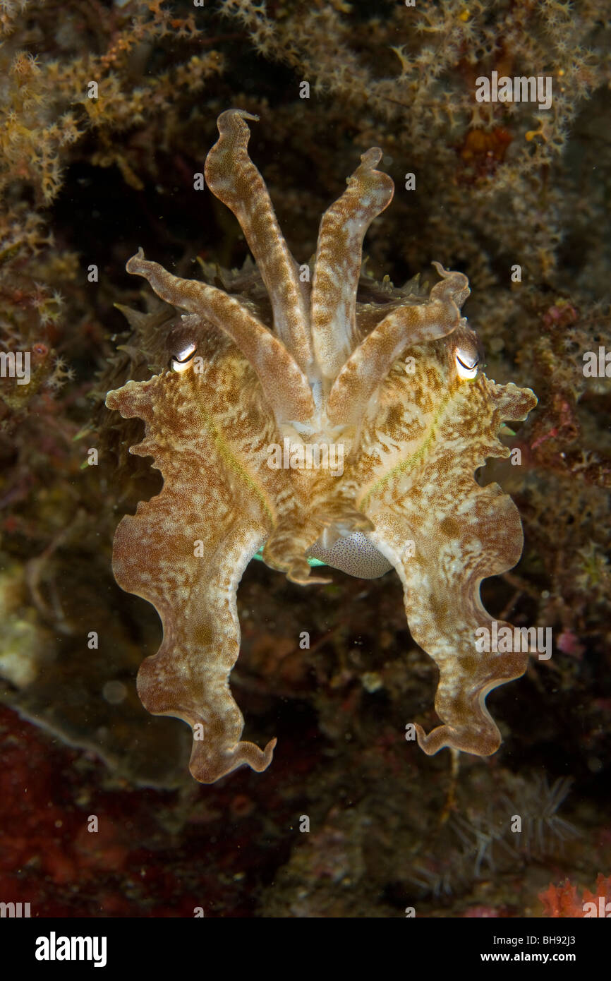 Small Cuttlefish, Sepia sp., Lembeh Strait, Sulawesi, Indonesia Stock Photo