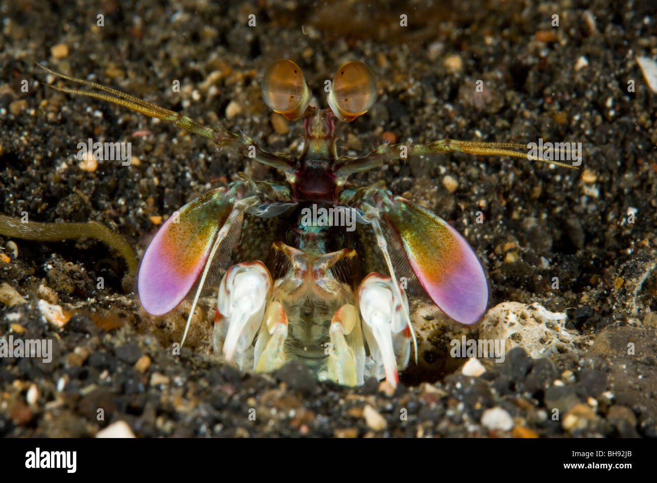 Pink-tail Mantis Shrimp, Odontodactylus latirostris, Lembeh Strait, Sulawesi, Indonesia Stock Photo