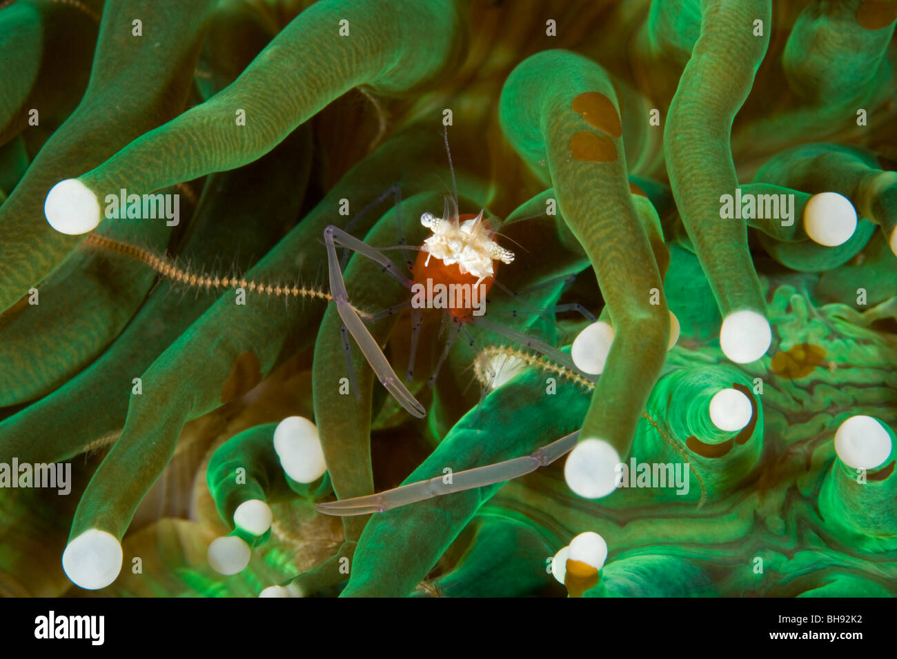 Mushroom Coral Commensal Shrimp, Periclimenes kororensis, Lembeh Strait, Sulawesi, Indonesia Stock Photo