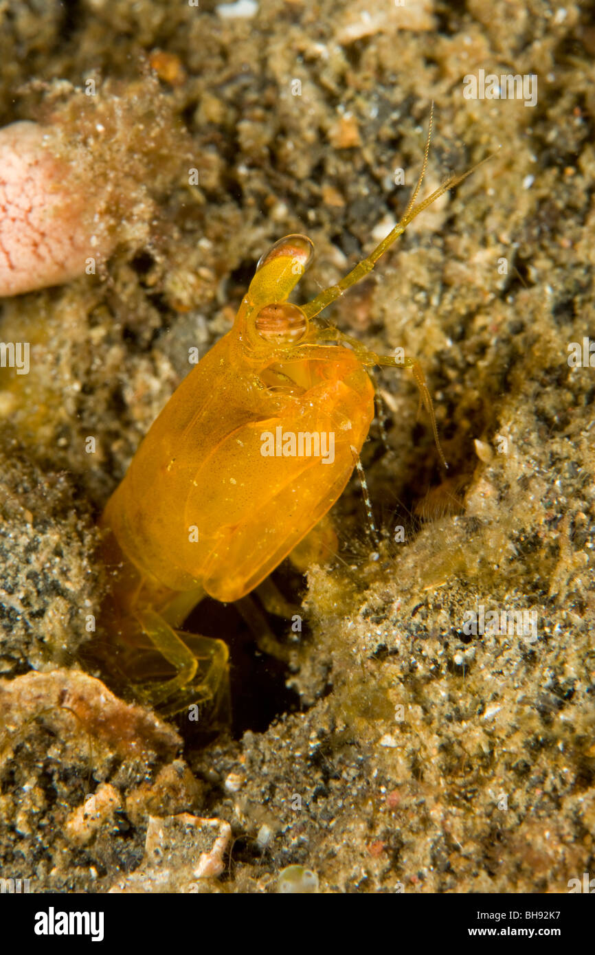 Mantis Shrimp, Odontodactylus sp., Lembeh Strait, Sulawesi, Indonesia Stock Photo