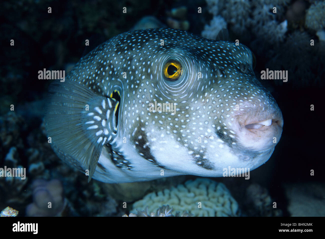 Whitespotted Puffer, Arothron hispidus, Sharm el Sheikh, Red Sea, Egypt Stock Photo