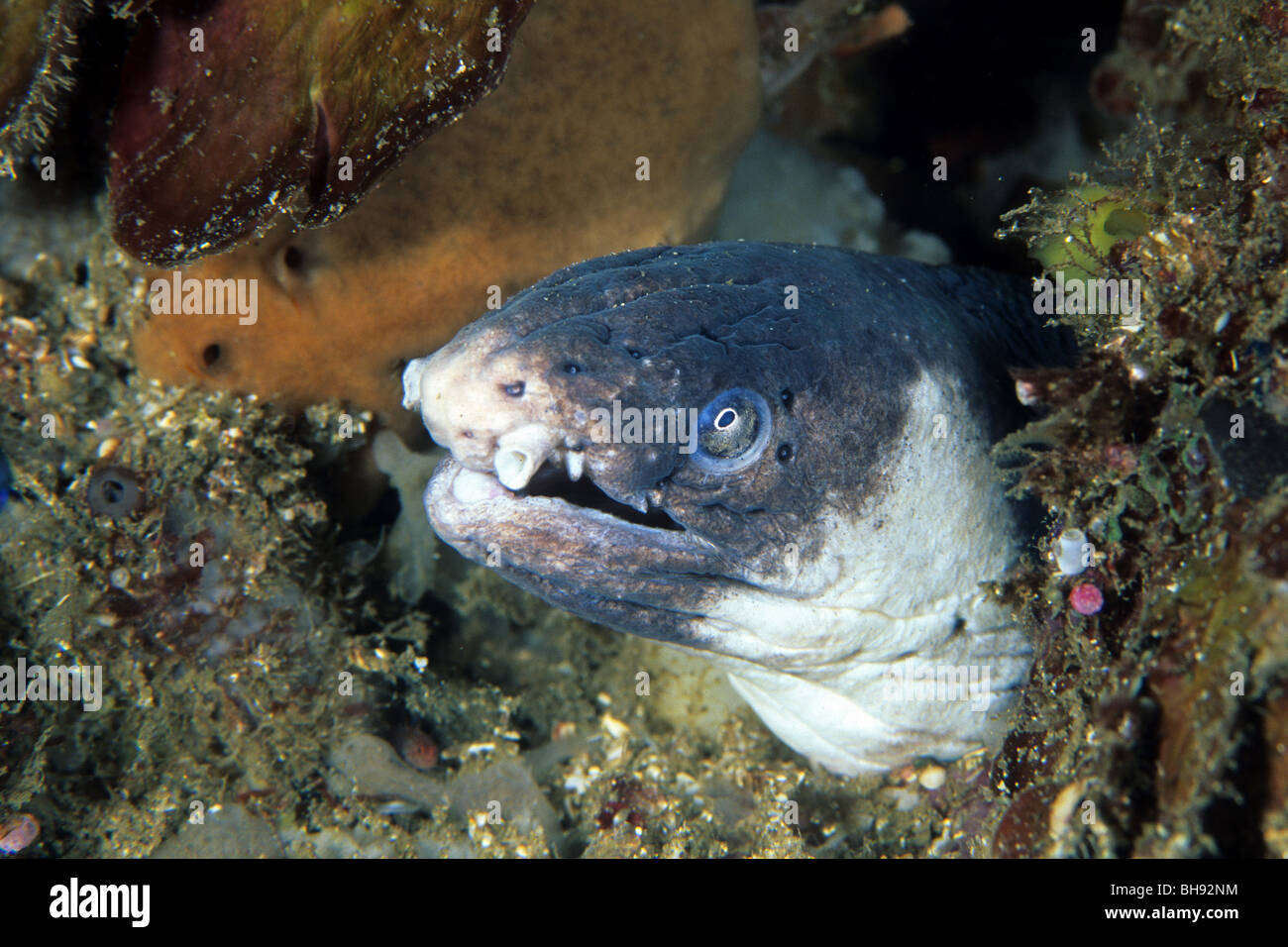 Blacksaddled Snake Eel, Ophichtus cephalozona, Lembeh Strait, Sulawesi, Indonesia Stock Photo