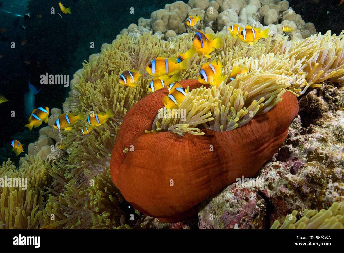 Red sea Anemonefish in Magnificent Anemone, Amphiprion bicinctus, Heteractis magnifica, Red Sea, Egypt Stock Photo