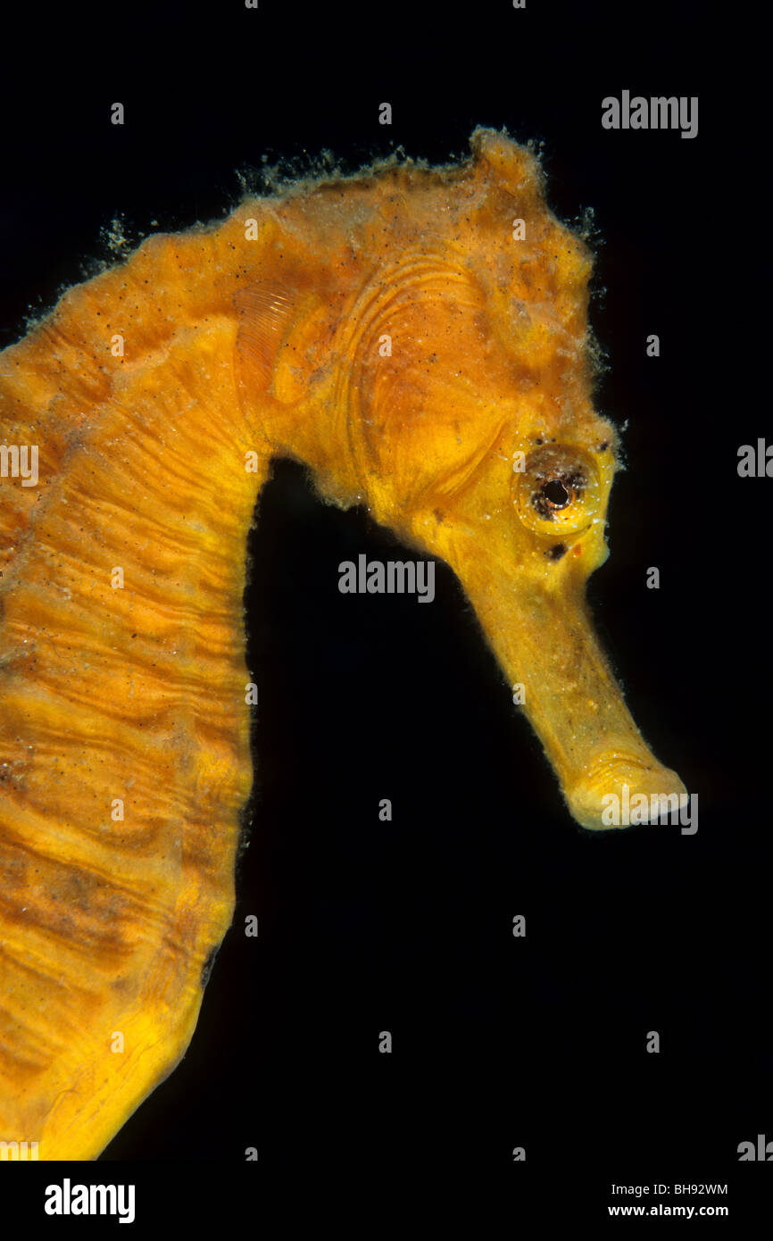 Yellow Common Seahorse, Hippocampus kuda, Lembeh Strait, Sulawesi, Indonesia Stock Photo