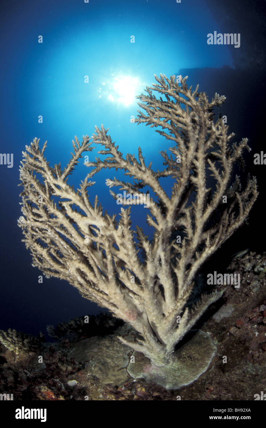 Coral with Backlight, Acropora sp., Red Sea, Egypt Stock Photo - Alamy