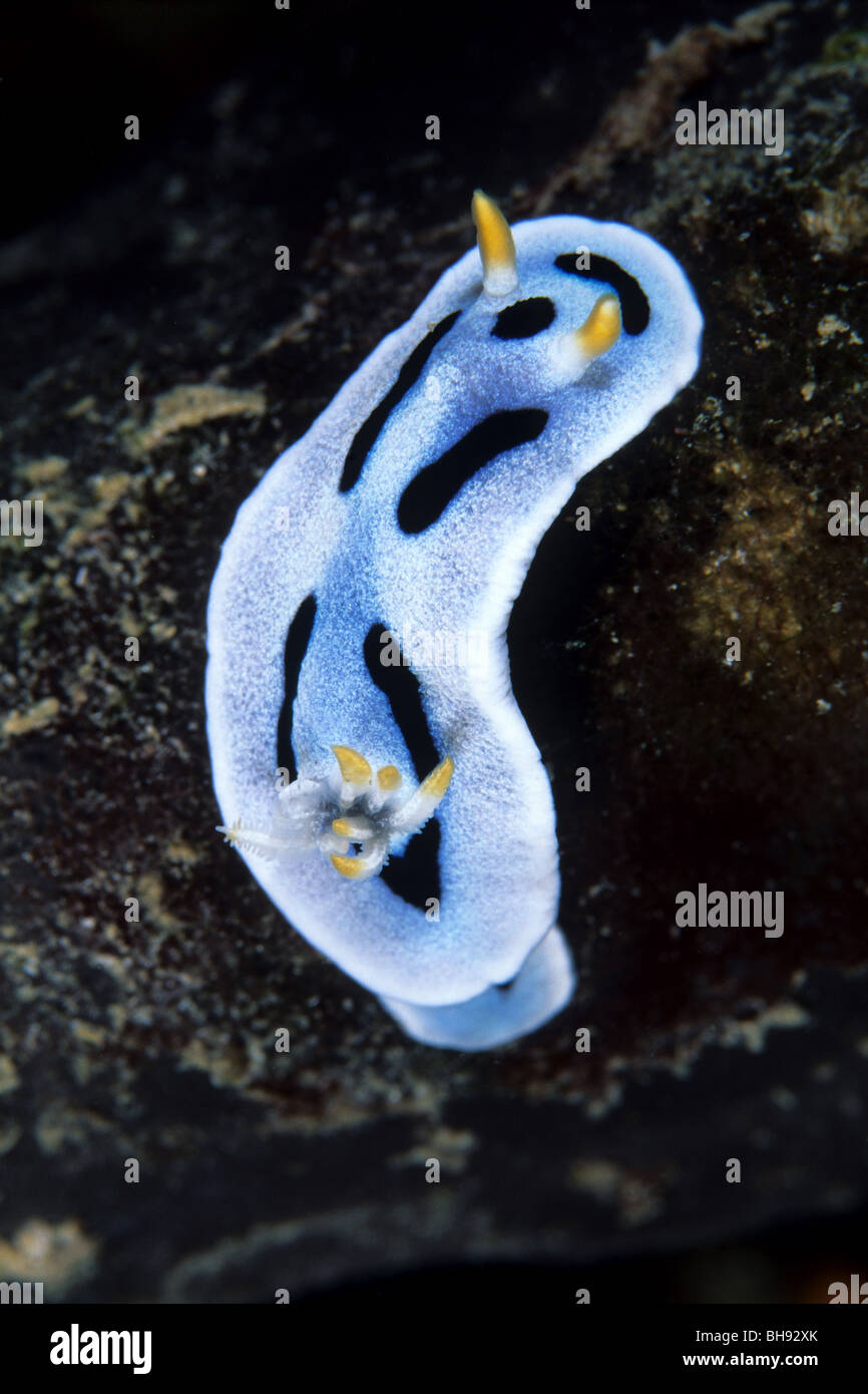 Blue Nudibranch, Chromodoris dianae, Lembeh Strait, Sulawesi, Indonesia Stock Photo