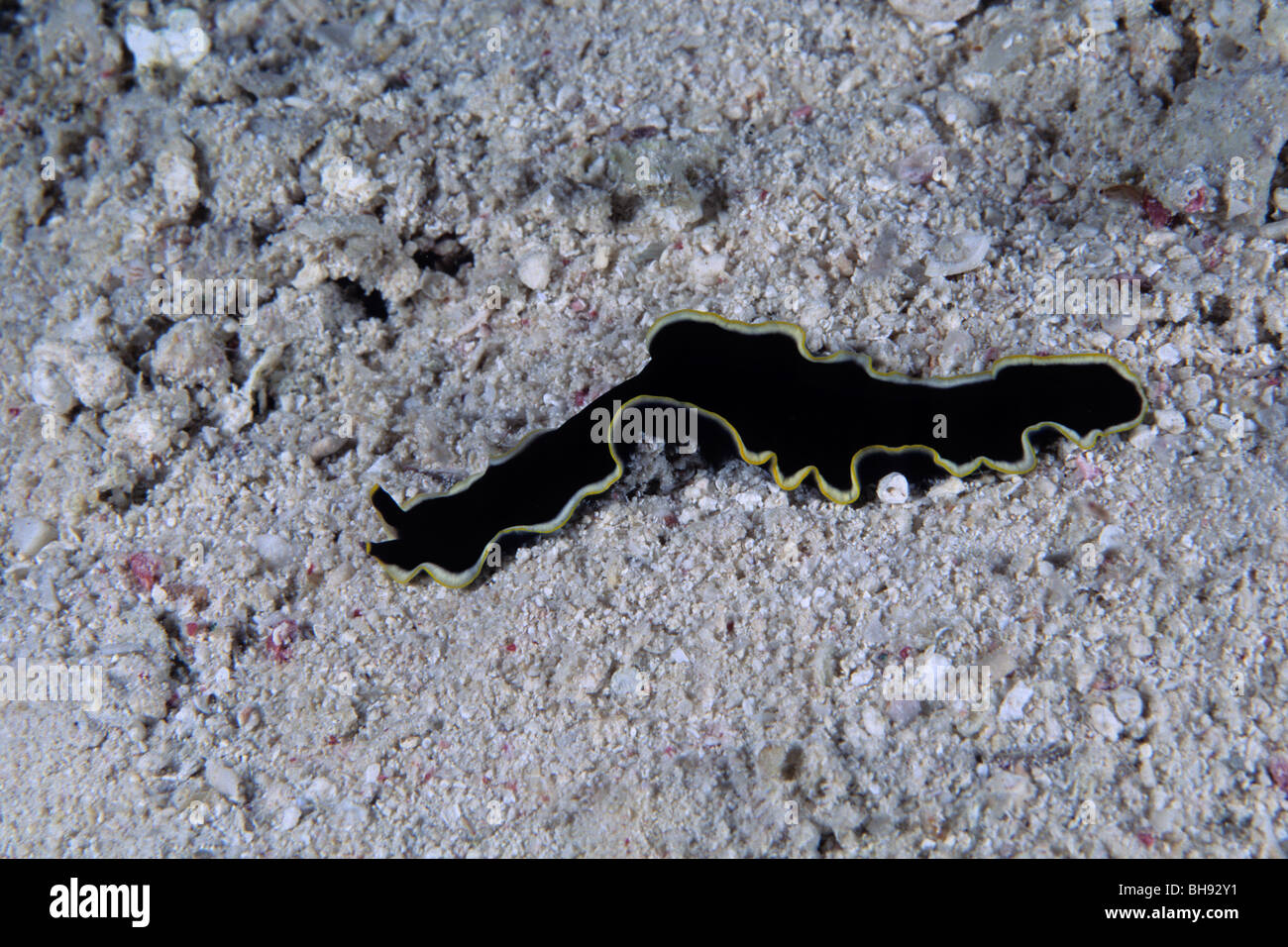 Black Flatworm, Pseudobiceros sp., Red Sea, Egypt Stock Photo