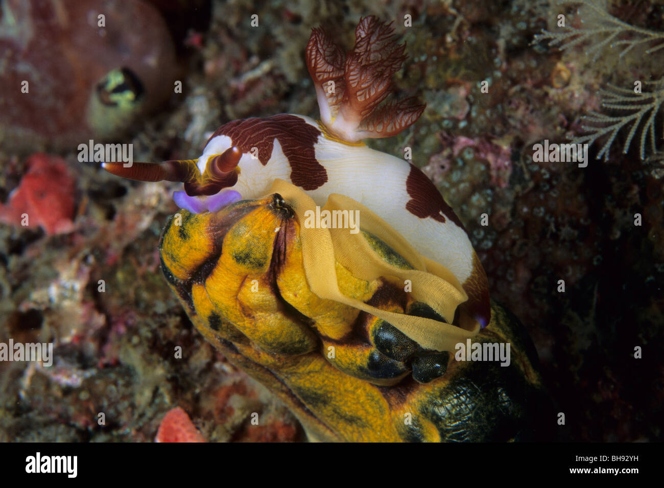 Nudibranch laying Eggs, Nembrotha kubaryana, Lembeh Strait, Sulawesi, Indonesia Stock Photo