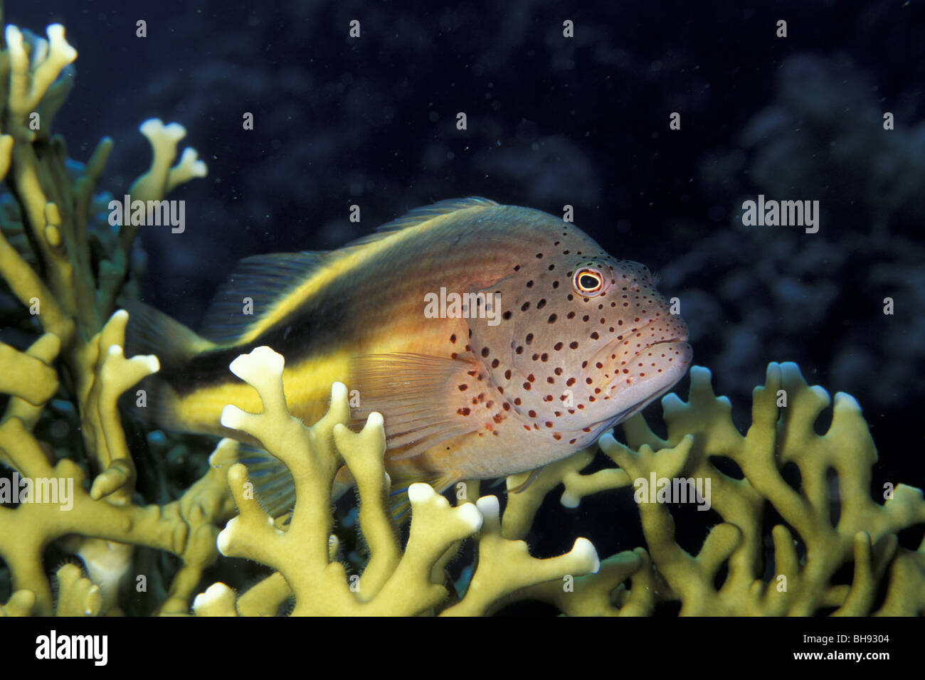 Blackside Hawkfish on Fire Coral, Paracirrhites forsteri, Red Sea, Egypt Stock Photo
