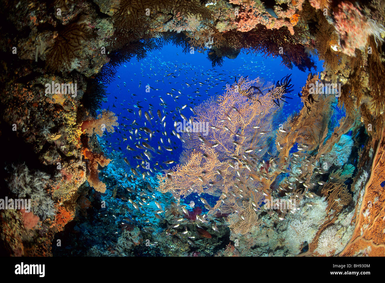 Cave Entry with Corals, Brother Islands, Red Sea, Egypt Stock Photo