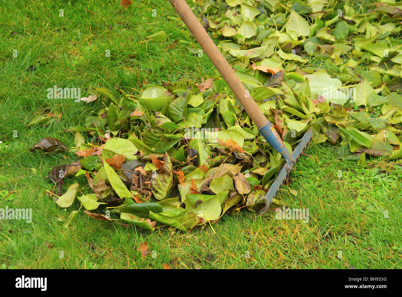 Laub harken - leaves rake 06 Stock Photo