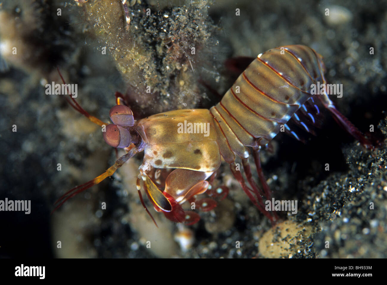 Peacock Mantis Shrimp, Odontodactylus scyllarus, Lembeh Strait, Sulawesi, Indonesia Stock Photo