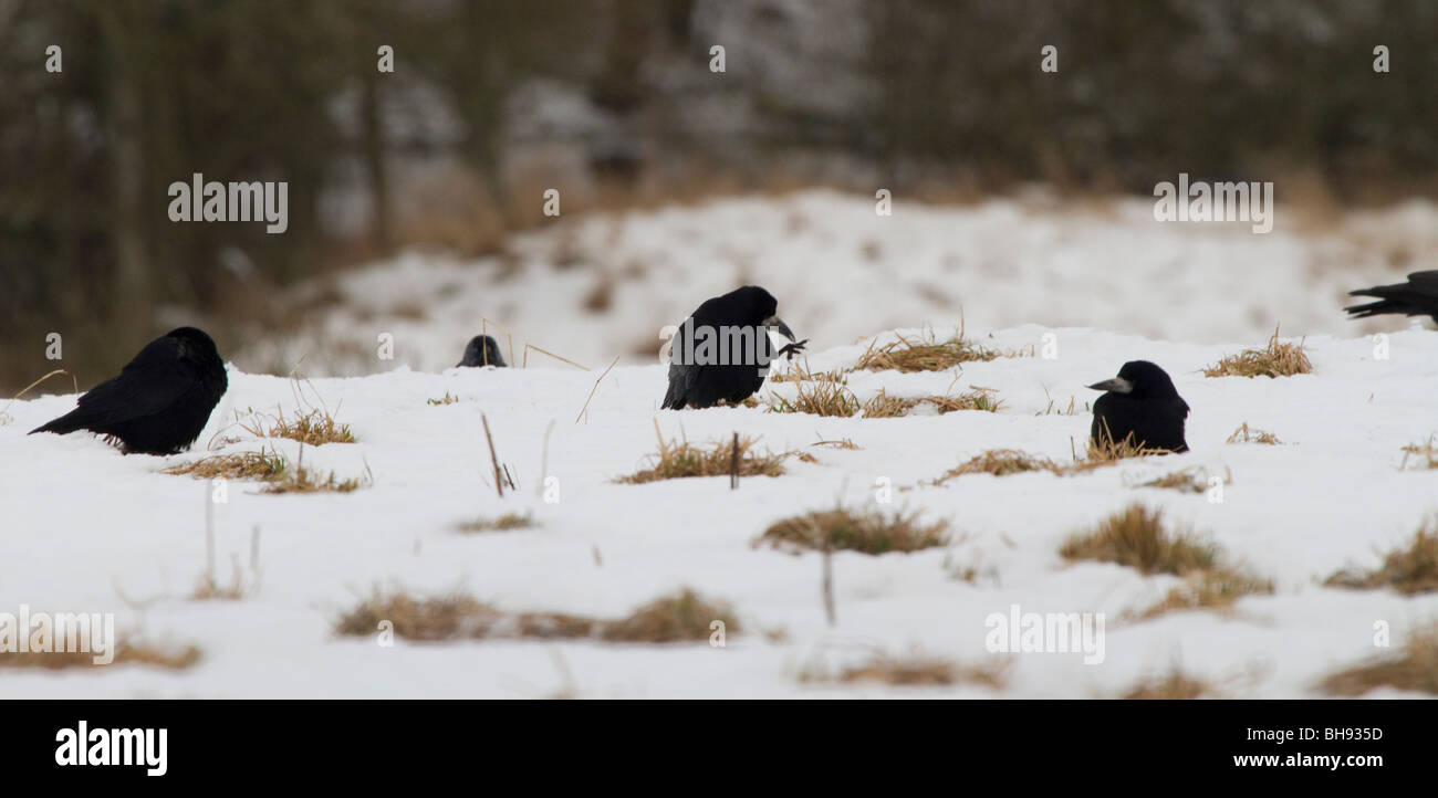 Rooks,Corvus frugilegus, feeding in snowy field, Perthshire, Scotland Stock Photo