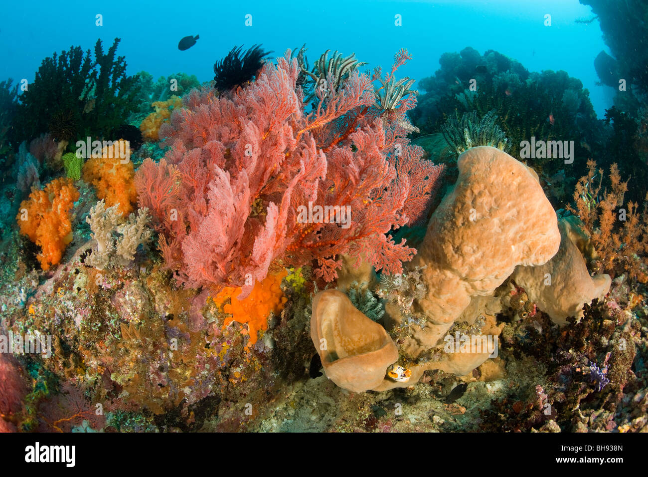 Reef covered with different Corals, Lembeh Strait, Sulawesi, Indonesia Stock Photo