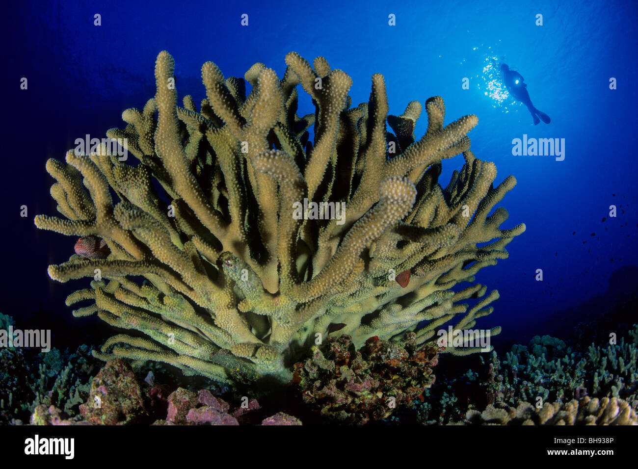 Scuba Diver and Antler Coral, Pocillopora eydouxi, Kona, Big Island, Hawaii, USA Stock Photo