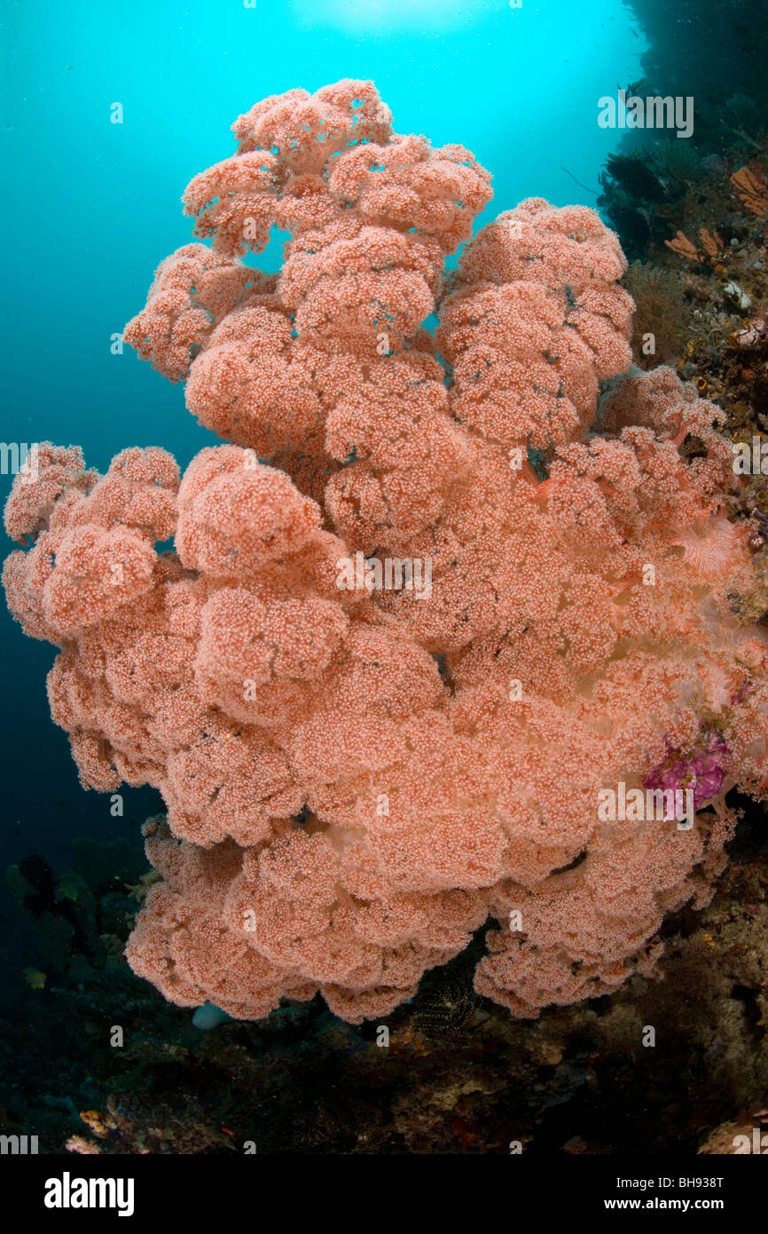 Big Soft Coral, Dendronephthya sp., Lembeh Strait, Sulawesi, Indonesia Stock Photo