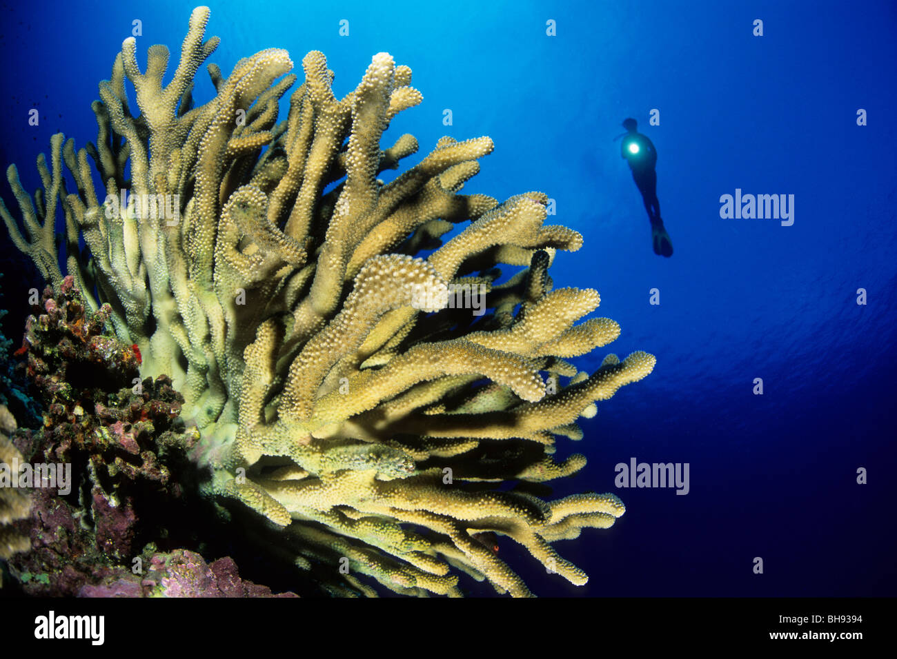 Scuba Diver and Antler Coral, Pocillopora eydouxi, Kona, Big Island, Hawaii, USA Stock Photo