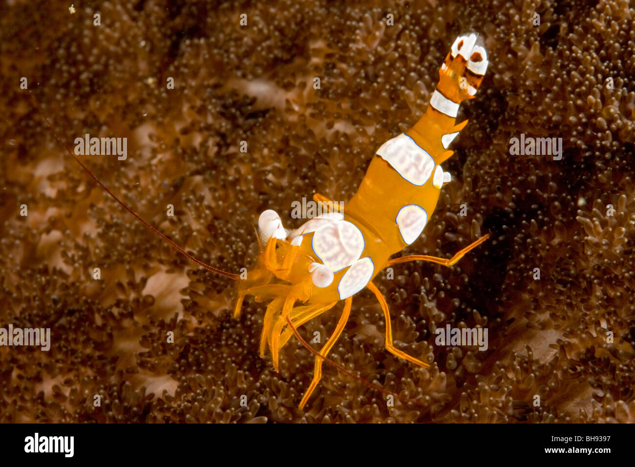 Anemone Shrimp, Thor amboinensis, Lembeh Strait, Sulawesi, Indonesia Stock Photo