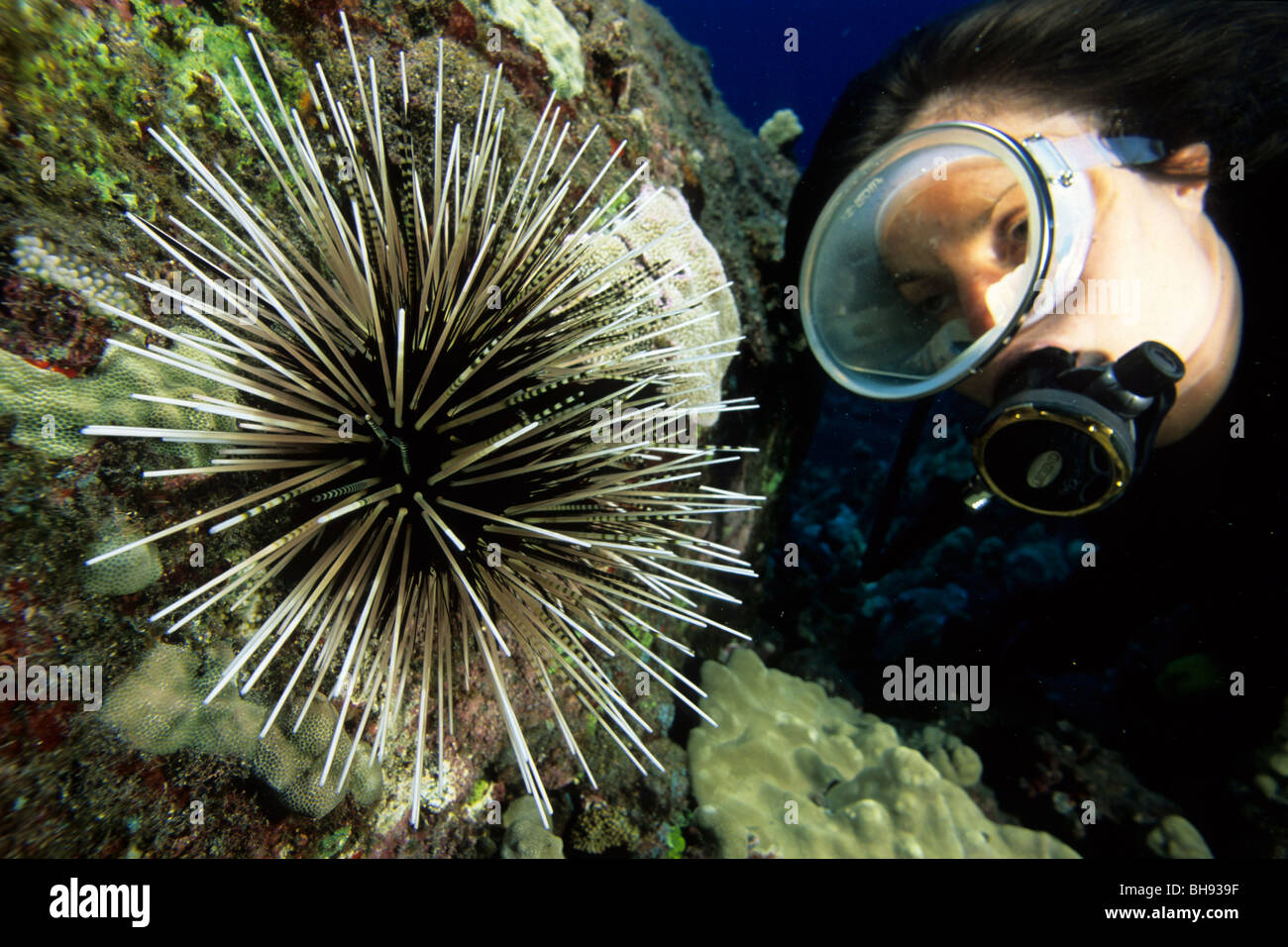 Double spined Sea Urchin and Diver, Echinothrix calamaris, Kona, Big