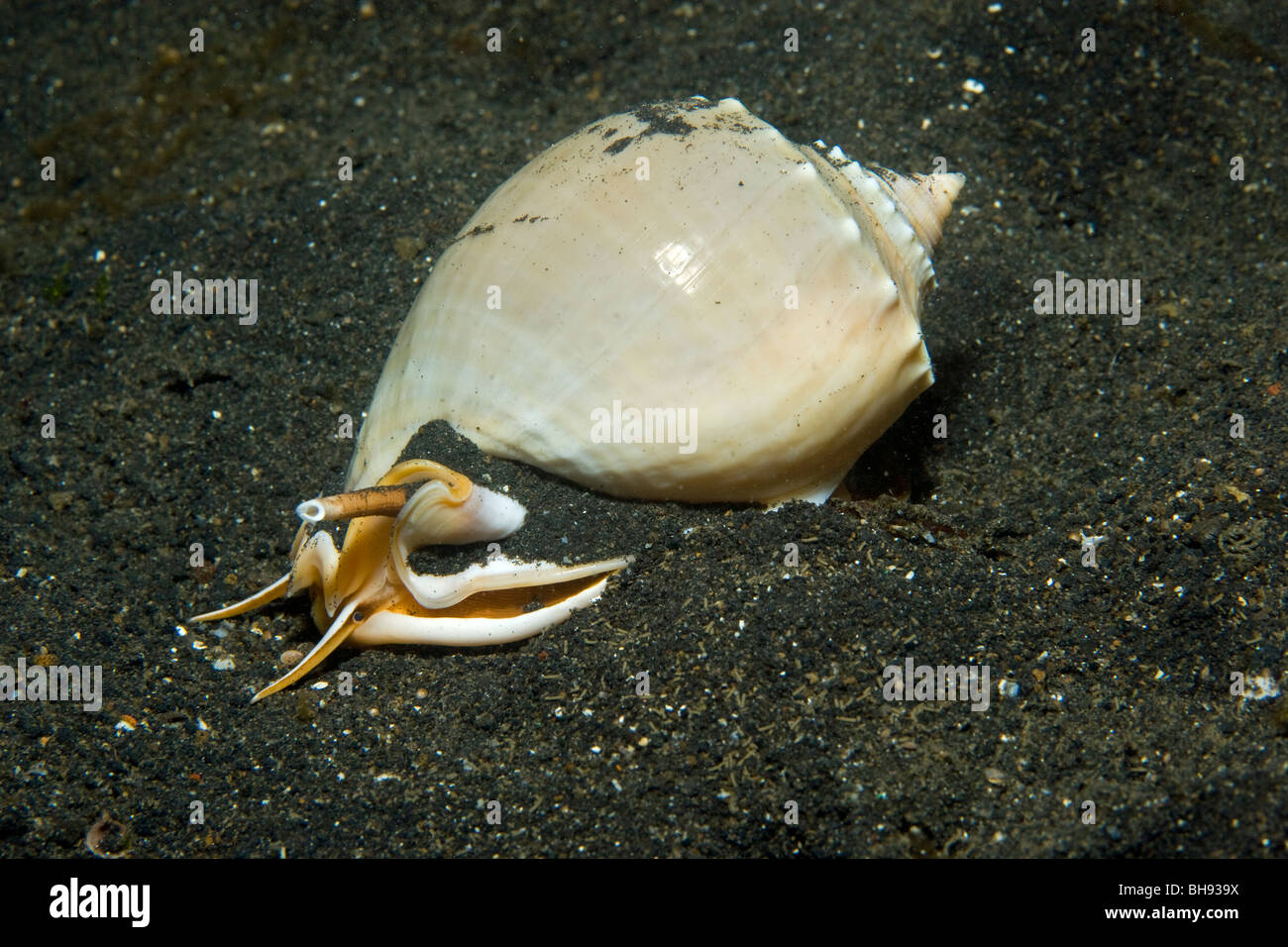 Shell on Black Sand Bottom, Lembeh Strait, Sulawesi, Indonesia Stock Photo