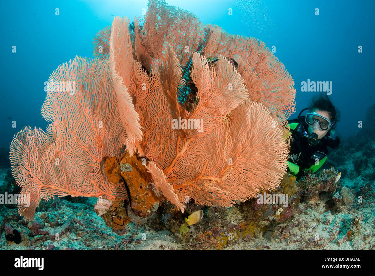 Scuba Diver and Sea Fan, Annella Mollis, Lembeh Strait, Sulawesi, Indonesia Stock Photo