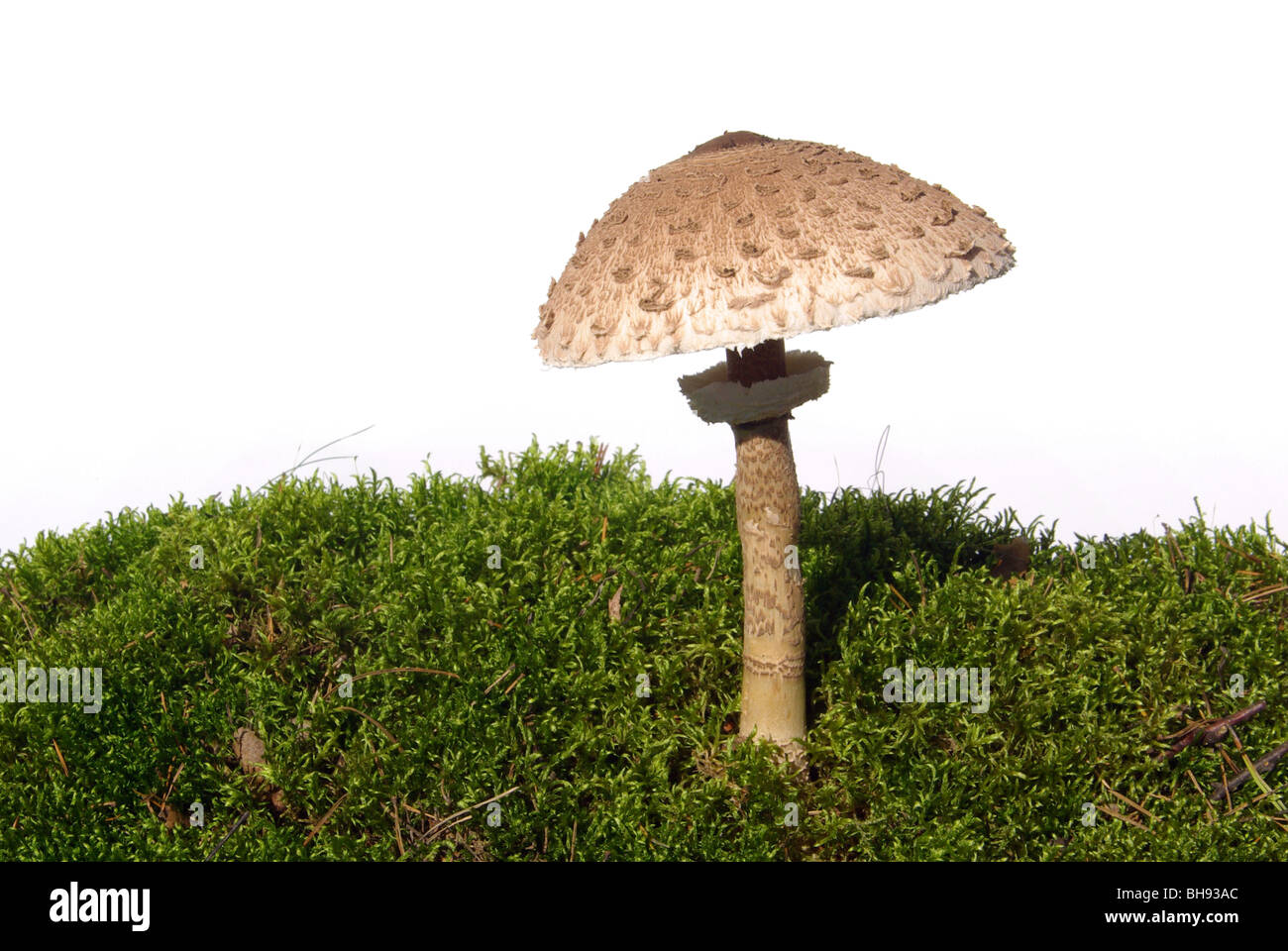 An pilz hi-res stock photography and images - Page 22 - Alamy