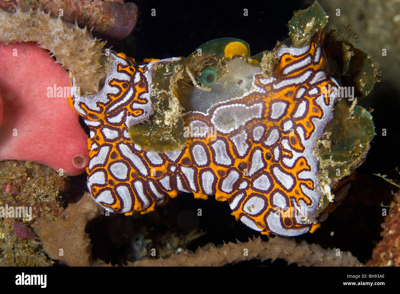 Colony of Tunicate Stolidobranchs, Botryllus sp., Lembeh Strait, Sulawesi, Indonesia Stock Photo