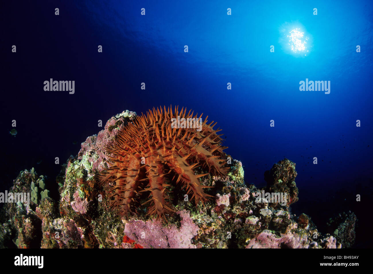Crown of Thorns Starfish feeding on Coral, Acanthaster planci, Kona, Big Island, Hawaii, USA Stock Photo