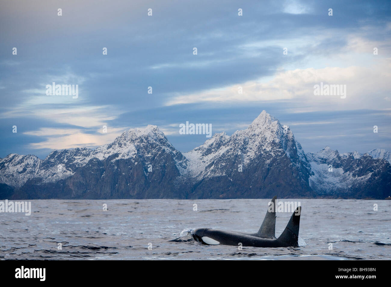 Pair of Killer Whales, Orcinus orca, Solvaer, Vestfjord, Lofoten, Norway Stock Photo