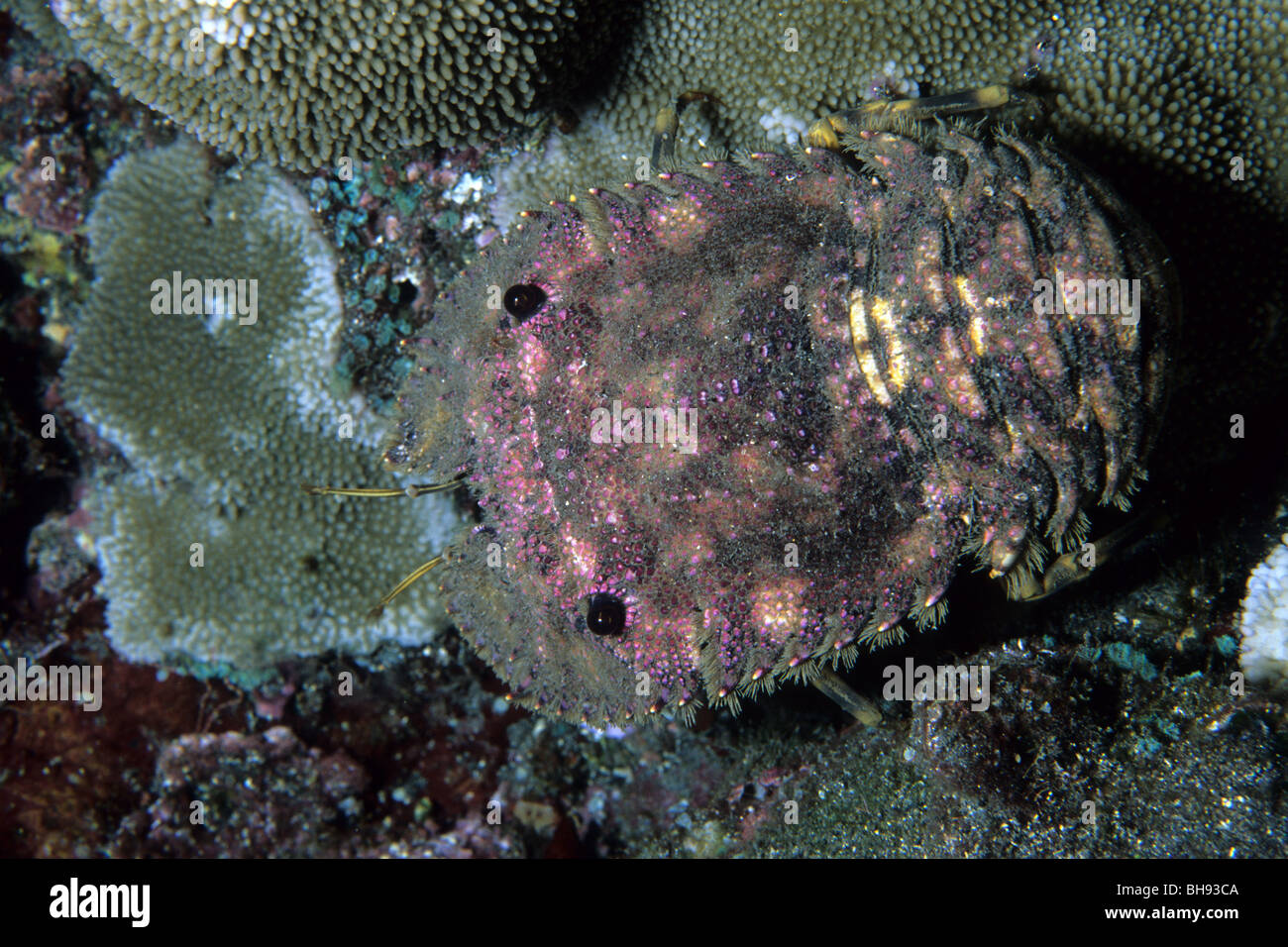 Sculptured Slipper Lobster, Parribacus antarcticus, Kona, Big Island, Hawaii, USA Stock Photo