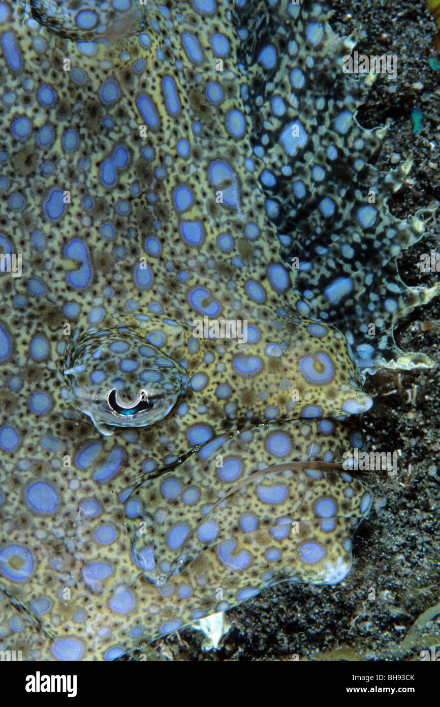 Peacock Flounder, Bothus mancus, Kona, Big Island, Hawaii, USA Stock
