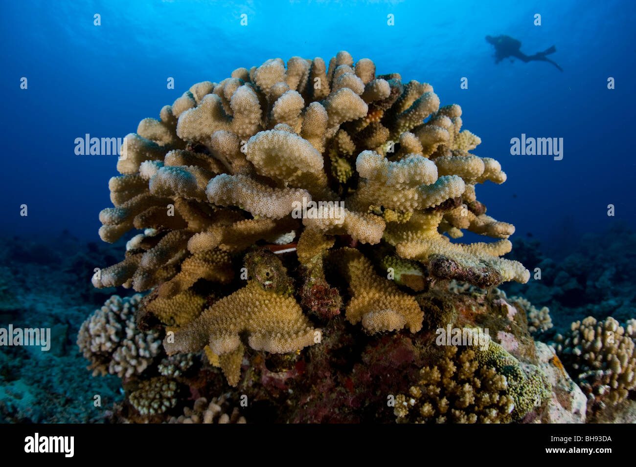 Scuba Diver and Antler Coral, Pocillopora eydouxi, La Valle Blanche, Tahiti, French Polynesia Stock Photo