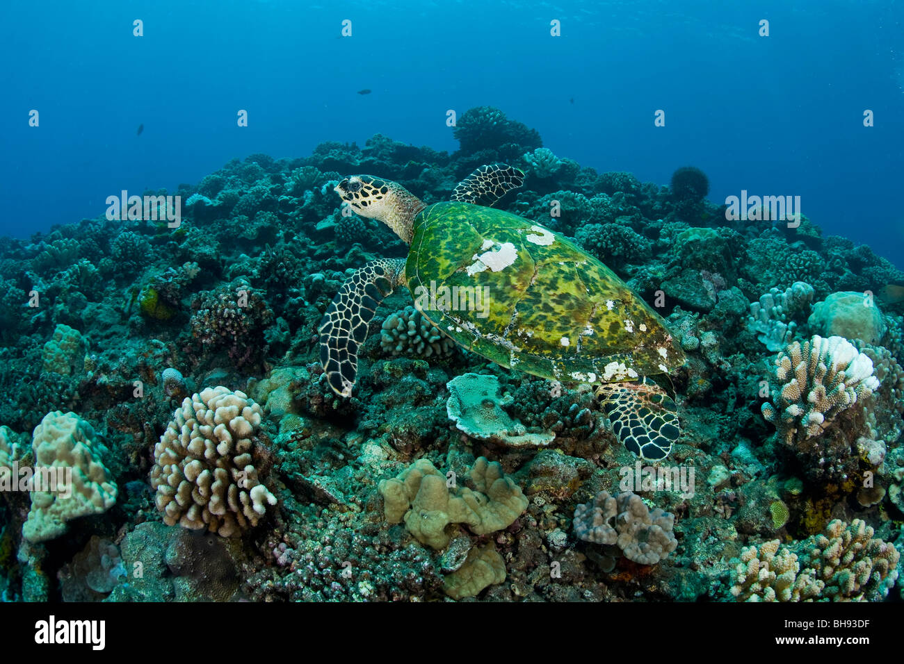 Hawksbill Turtle, Eretmochelys imbricata, La Source, Tahiti, French Polynesia Stock Photo