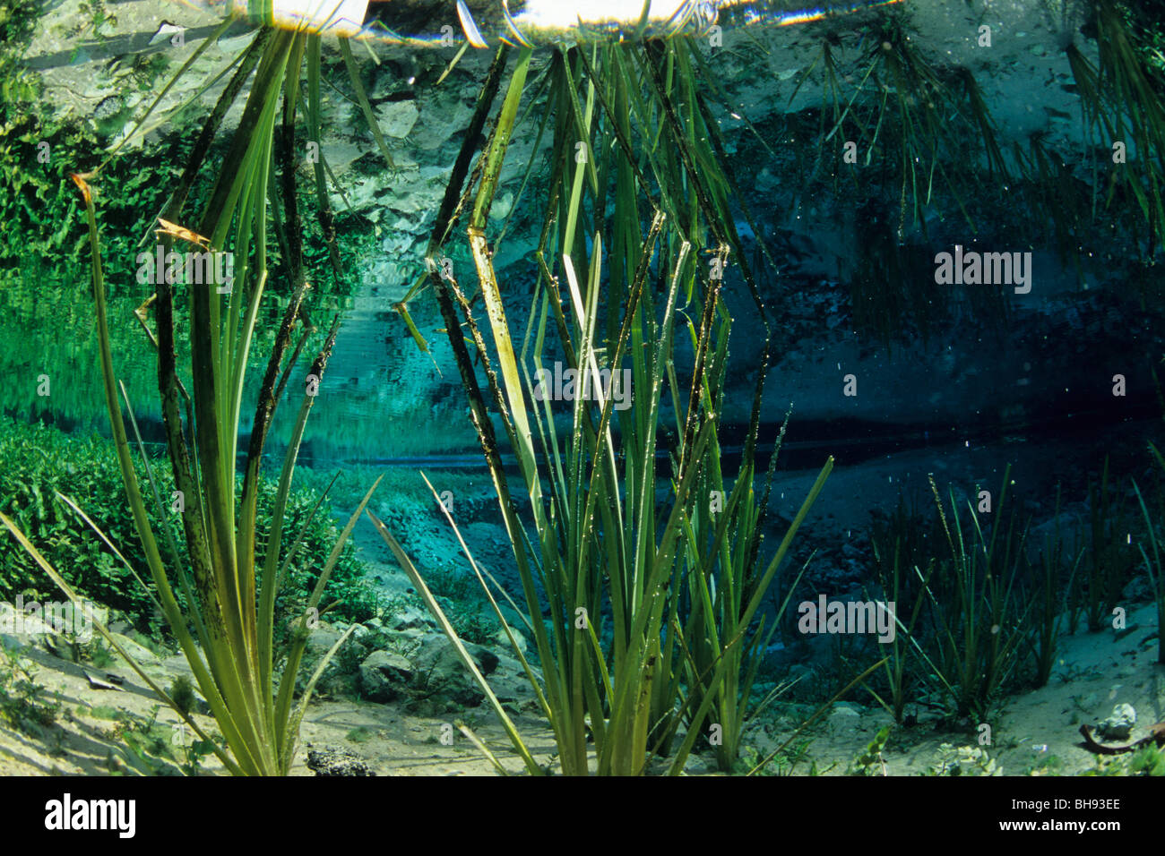 Aquatic Plants in Lago di Posta Fibreno, Province Frosinone, Region Lazio, Italy Stock Photo