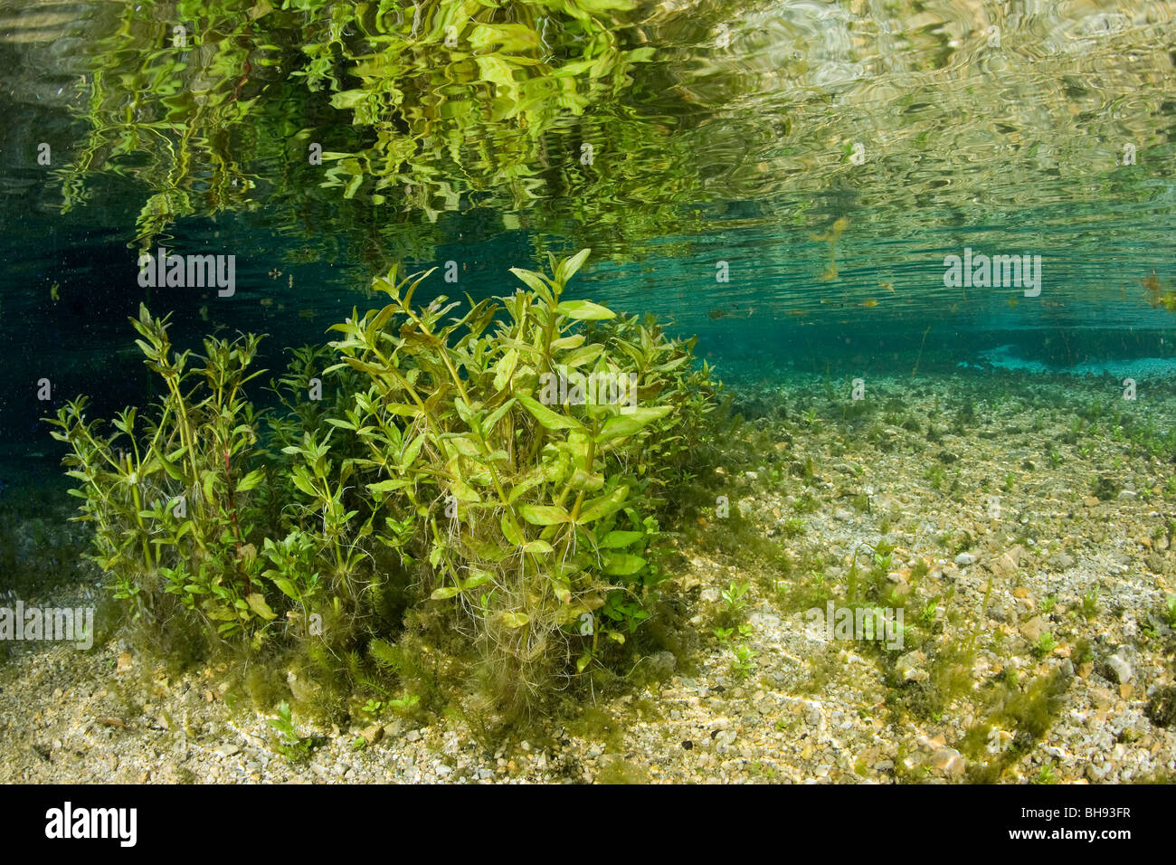 Aquatic Plants in Lago di Posta Fibreno, Province Frosinone, Region Lazio, Italy Stock Photo