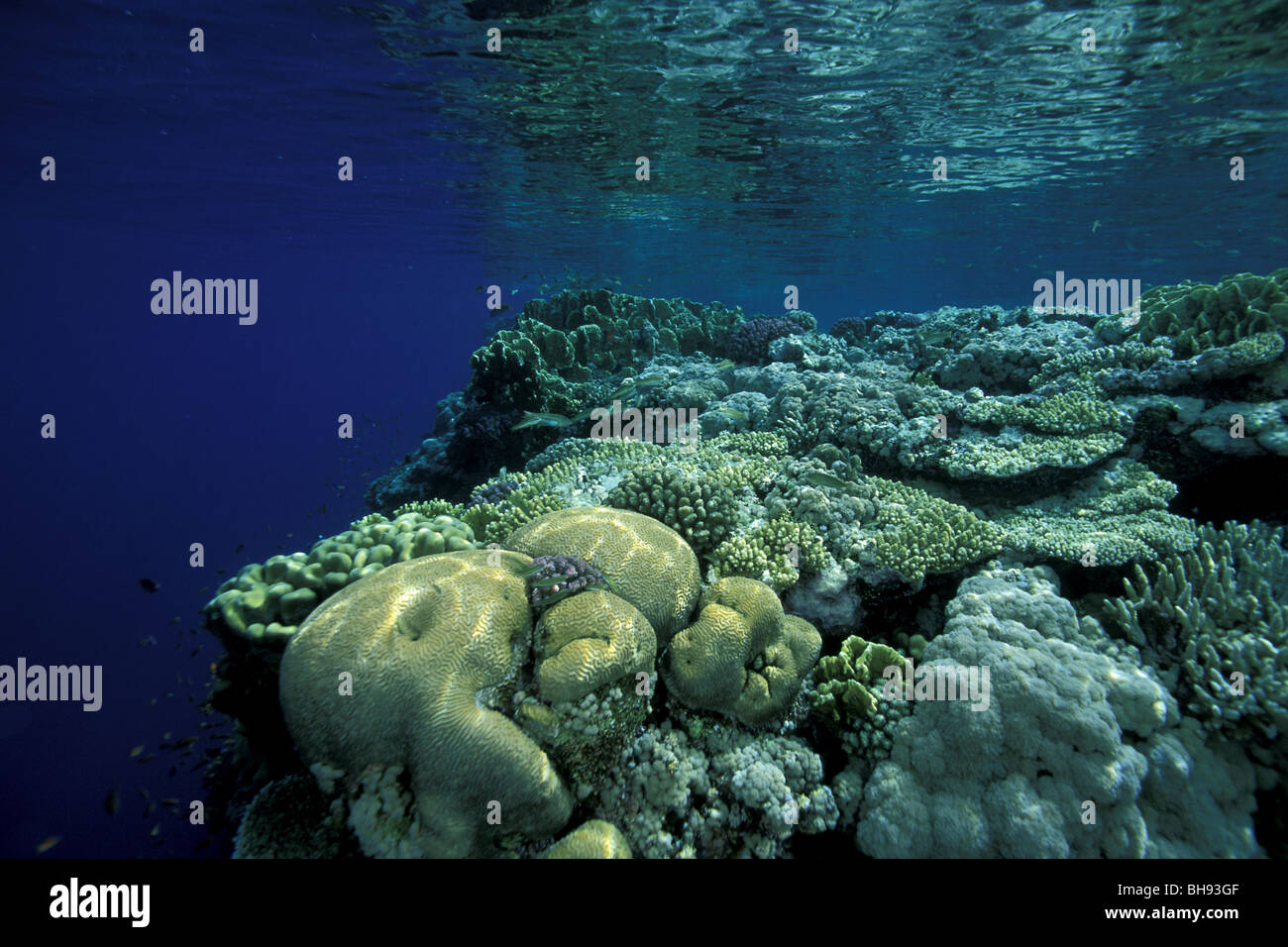 Shallow Reef with Hard Corals, Red Sea, Saudi Arabia Stock Photo